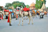 Images of Teej Festival Jaipur: image 3 0f 18 thumb